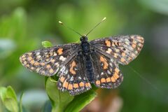 Euphydryas intermedia