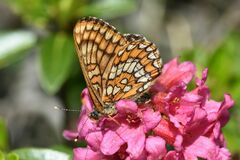 Euphydryas intermedia