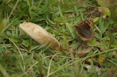 Junonia evarete
