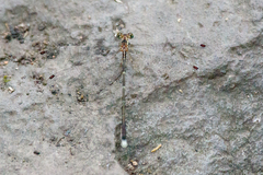 Episynlestes albicaudus