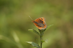 Junonia evarete