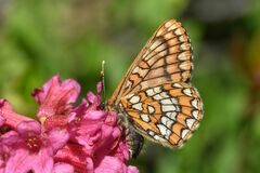 Euphydryas intermedia
