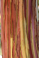 Eucalyptus deglupta