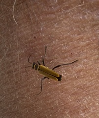 Chauliognathus flavipennis