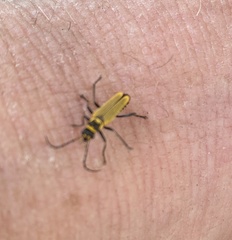 Chauliognathus flavipennis