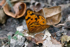 Heteronympha mirifica