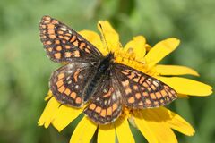 Euphydryas intermedia