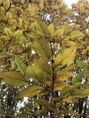 Cryphonectria parasitica