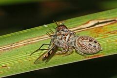 Opisthoncus nigrofemoratus