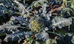 Brassica oleracea italica