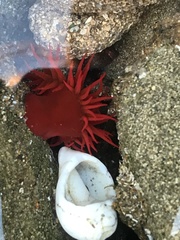 Anemonia alicemartinae