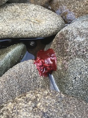 Anemonia alicemartinae