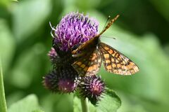 Euphydryas intermedia