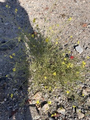 Diplotaxis harra lagascana