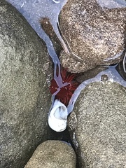 Anemonia alicemartinae