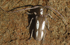 Prosopocera paykulli