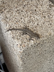Urosaurus nigricauda