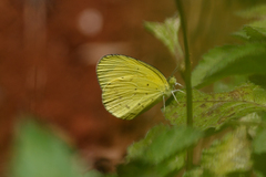 Eurema smilax