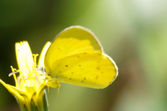 Eurema smilax