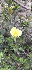 Gompholobium ecostatum