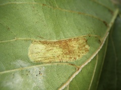 Phyllonorycter longispinata