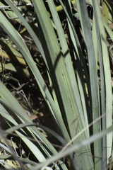 Hesperoyucca whipplei