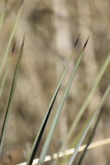Hesperoyucca whipplei