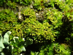 Syntrichia papillosa