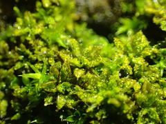 Syntrichia papillosa