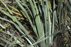 Hesperoyucca whipplei