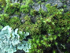 Syntrichia papillosa