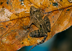 Mantidactylus