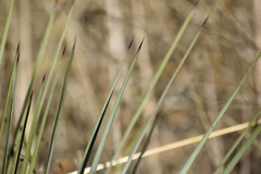 Hesperoyucca whipplei