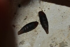 Clausilia rugosa parvula