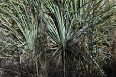 Hesperoyucca whipplei