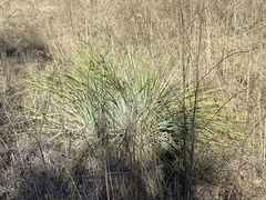 Hesperoyucca whipplei