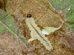 Fenusa dohrnii