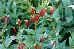 Spigelia marilandica