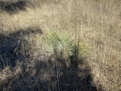 Hesperoyucca whipplei