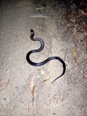 Cacophis squamulosus