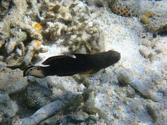 Amblygobius phalaena