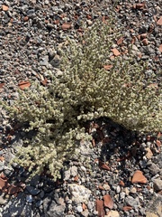 Halogeton sativus