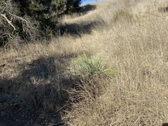 Hesperoyucca whipplei