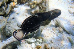 Amblygobius phalaena