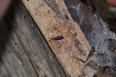 Clausilia rugosa parvula