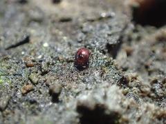 Histeridae