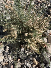 Salsola oppositifolia