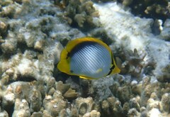Chaetodon melannotus