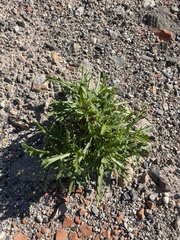 Diplotaxis harra lagascana