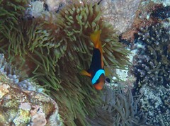 Amphiprion melanopus